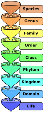 150px-biological_classification_l_pengosvg